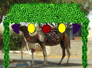 "Then the question arises of  whether a Sukkah can be built on top of a camel."